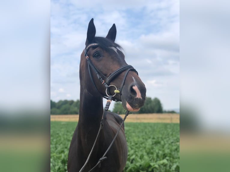 Bayerisches warmbloed Merrie 14 Jaar 178 cm Donkerbruin in Elchingen