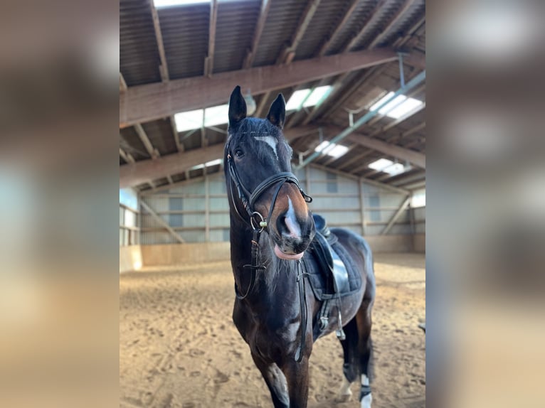 Bayerisches warmbloed Merrie 14 Jaar 178 cm Donkerbruin in Elchingen
