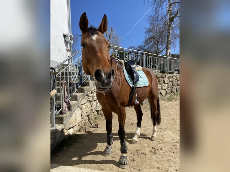 Bayerisches warmbloed Merrie 15 Jaar 165 cm Bruin in Pabneukirchen