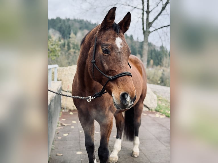 Bayerisches warmbloed Merrie 15 Jaar 165 cm Bruin in Pabneukirchen