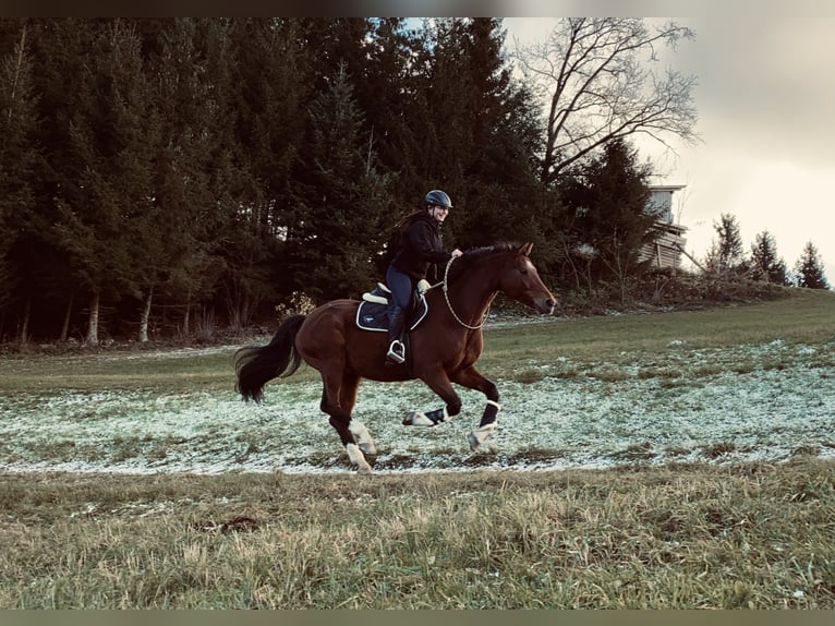 Bayerisches warmbloed Merrie 15 Jaar 165 cm Bruin in Pabneukirchen