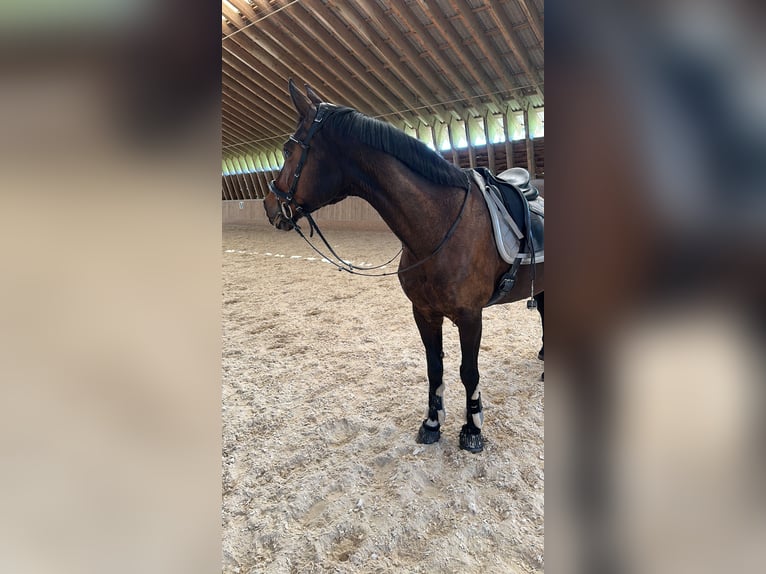 Bayerisches warmbloed Merrie 15 Jaar 165 cm Bruin in LappersdorfLappersdorf