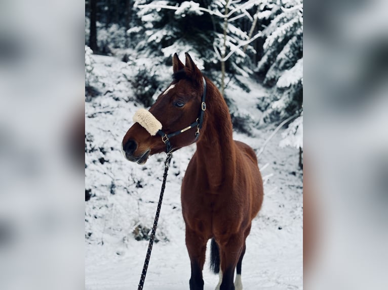 Bayerisches warmbloed Merrie 15 Jaar 165 cm in Pabneukirchen