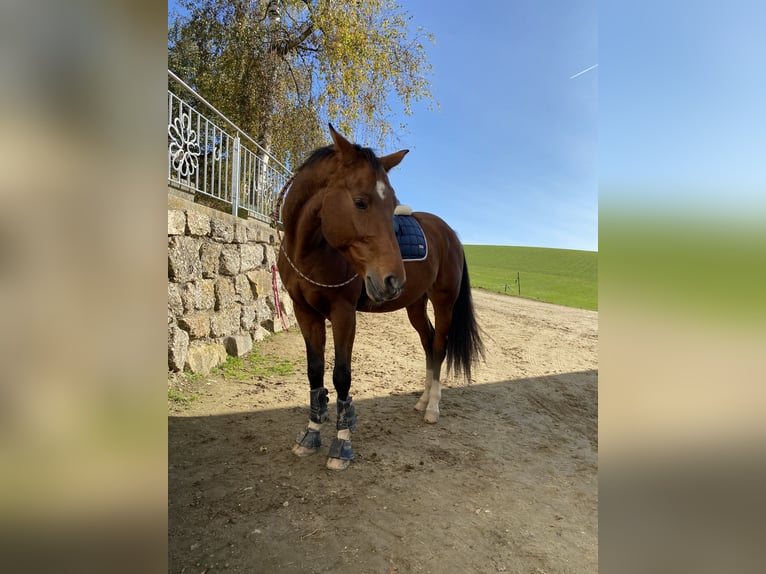 Bayerisches warmbloed Merrie 15 Jaar 165 cm in Pabneukirchen