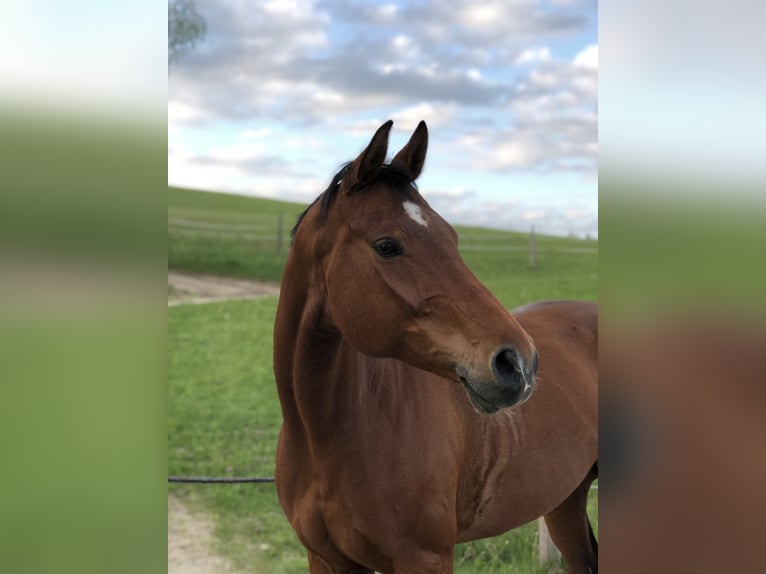 Bayerisches warmbloed Merrie 15 Jaar 165 cm in Pabneukirchen