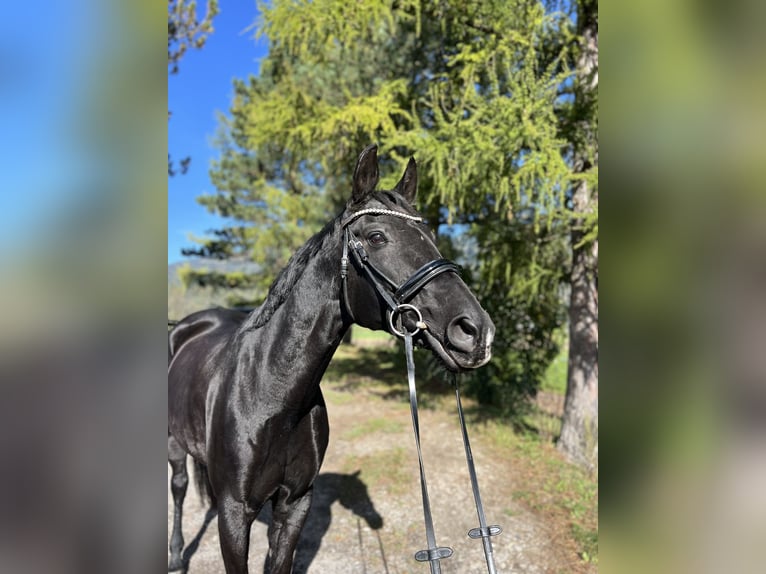 Bayerisches warmbloed Merrie 15 Jaar 166 cm Zwart in Schlins