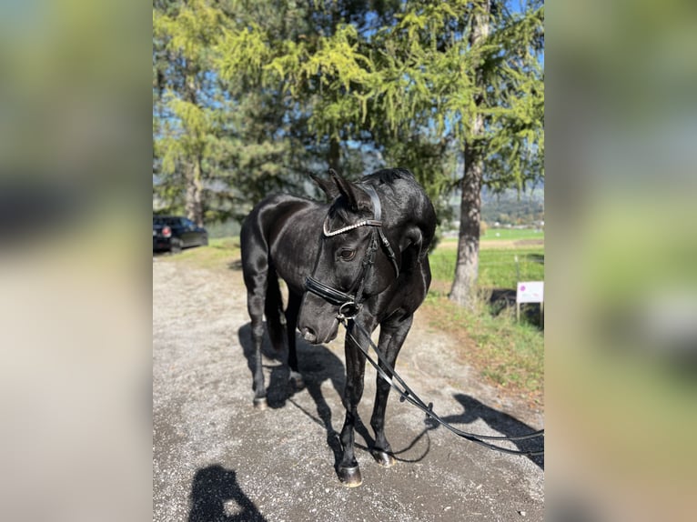 Bayerisches warmbloed Merrie 15 Jaar 166 cm Zwart in Schlins