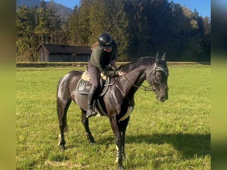 Bayerisches warmbloed Merrie 15 Jaar 166 cm Zwart in Schlins