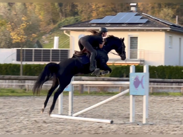 Bayerisches warmbloed Merrie 15 Jaar 166 cm Zwart in Schlins