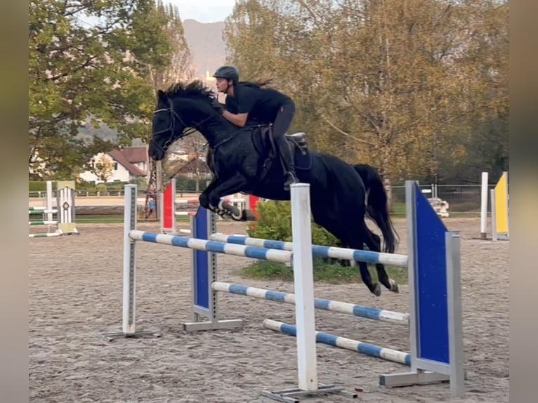 Bayerisches warmbloed Merrie 15 Jaar 166 cm Zwart in Schlins