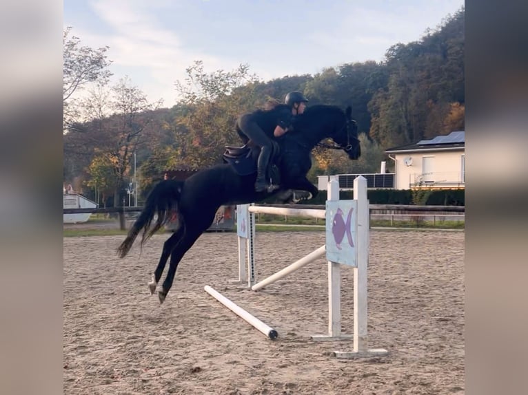 Bayerisches warmbloed Merrie 15 Jaar 166 cm Zwart in Schlins