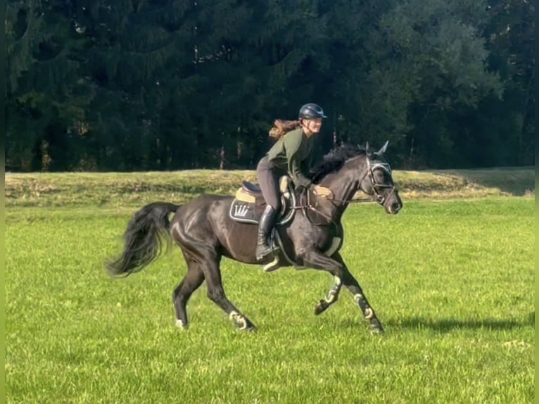 Bayerisches warmbloed Merrie 15 Jaar 166 cm Zwart in Schlins