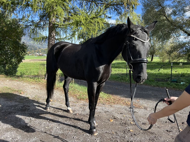 Bayerisches warmbloed Merrie 15 Jaar 166 cm Zwart in Schlins