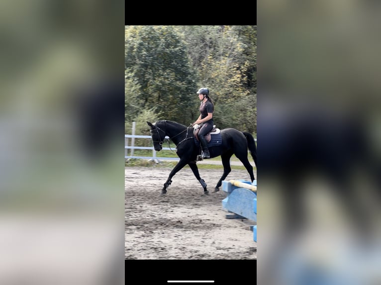 Bayerisches warmbloed Merrie 15 Jaar 166 cm Zwart in Schlins