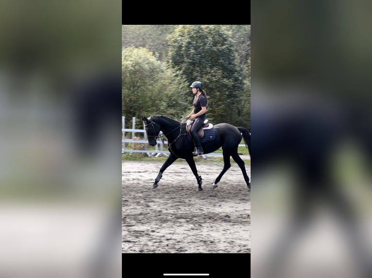 Bayerisches warmbloed Merrie 15 Jaar 166 cm Zwart in Schlins