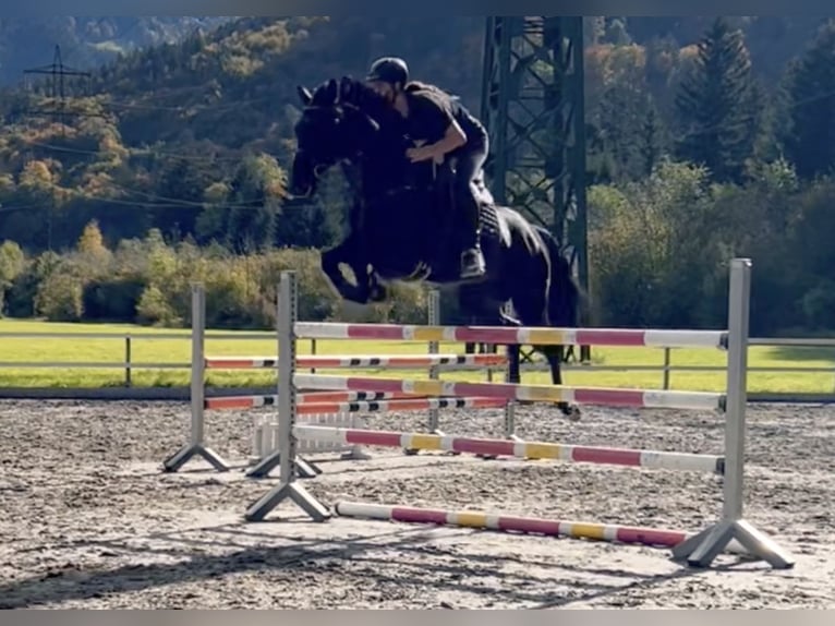 Bayerisches warmbloed Merrie 15 Jaar 166 cm Zwart in Schlins