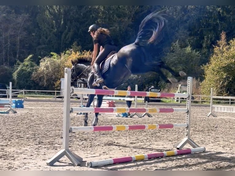 Bayerisches warmbloed Merrie 15 Jaar 166 cm Zwart in Schlins