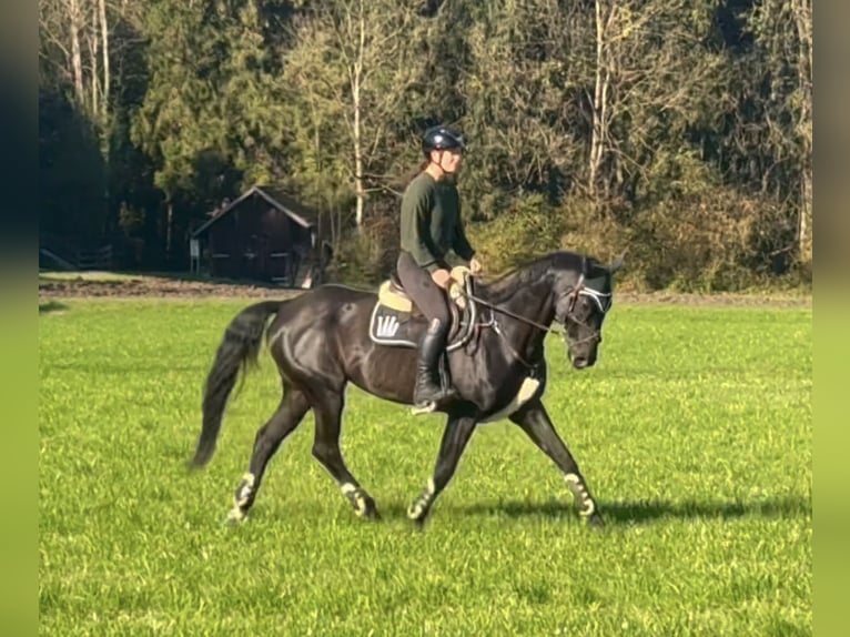 Bayerisches warmbloed Merrie 15 Jaar 166 cm Zwart in Schlins