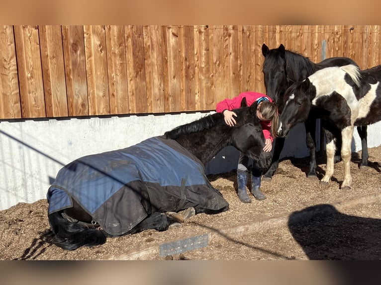 Bayerisches warmbloed Merrie 15 Jaar 168 cm Zwart in Obersaxen