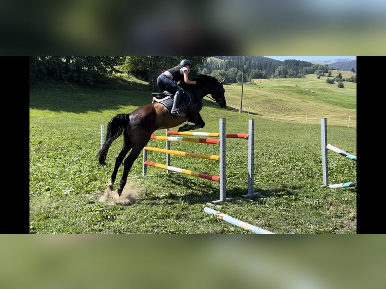 Bayerisches warmbloed Merrie 15 Jaar 168 cm Zwart in Obersaxen