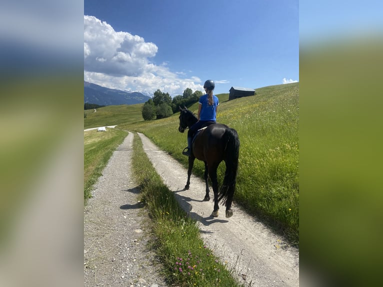 Bayerisches warmbloed Merrie 15 Jaar 168 cm Zwart in Obersaxen