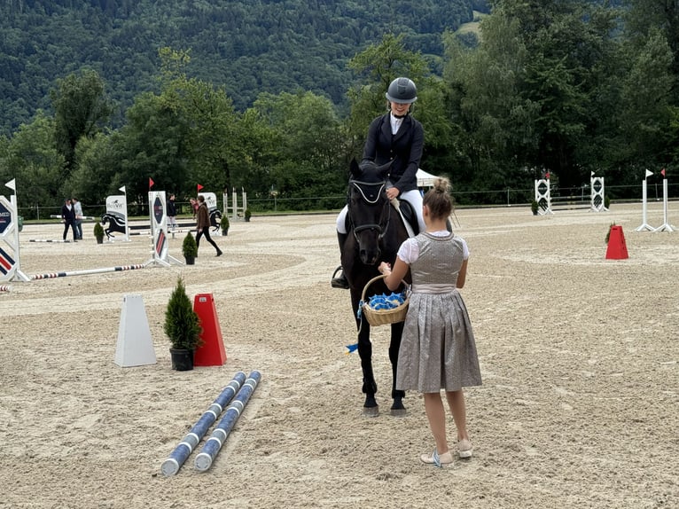 Bayerisches warmbloed Merrie 15 Jaar 168 cm Zwart in Obersaxen