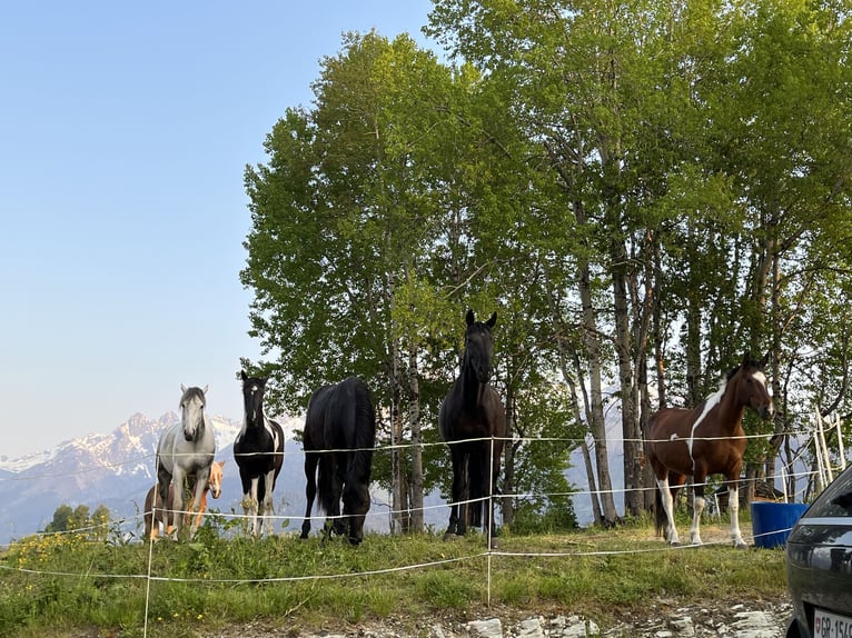 Bayerisches warmbloed Merrie 15 Jaar 168 cm Zwart in Obersaxen