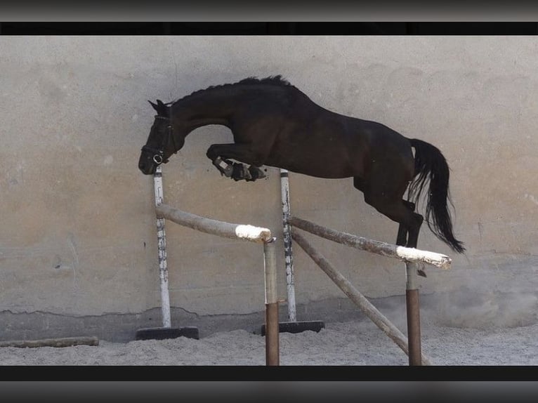 Bayerisches warmbloed Merrie 15 Jaar 168 cm Zwart in Obersaxen