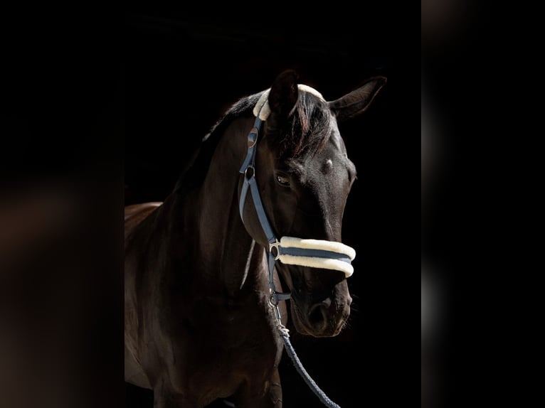 Bayerisches warmbloed Merrie 15 Jaar 168 cm Zwart in Obersaxen