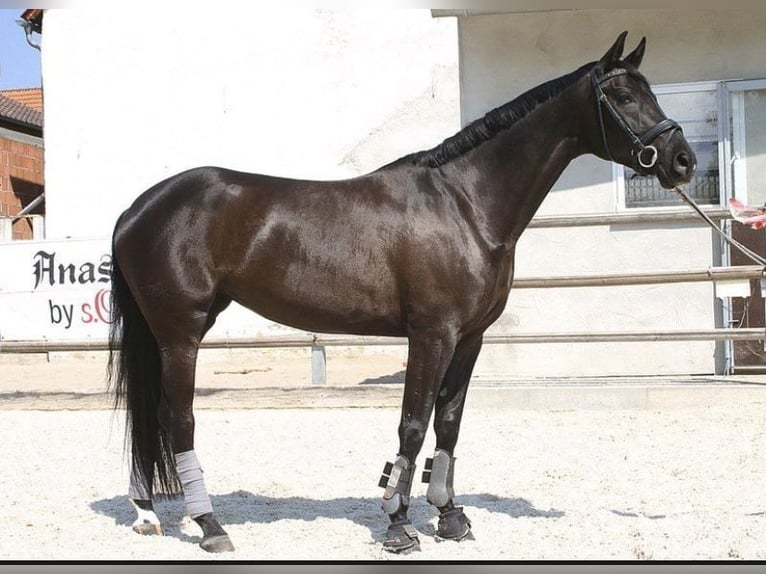 Bayerisches warmbloed Merrie 15 Jaar 168 cm Zwart in Obersaxen