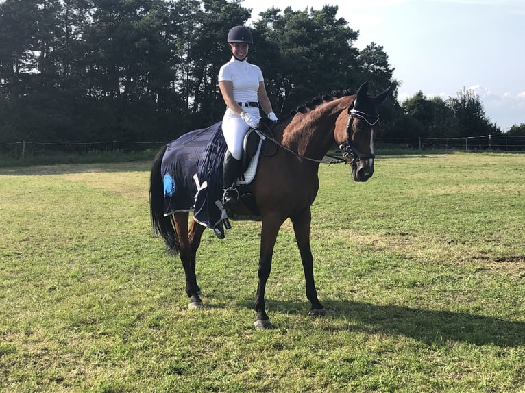 Bayerisches warmbloed Merrie 15 Jaar 169 cm Bruin in Sulz am Neckar
