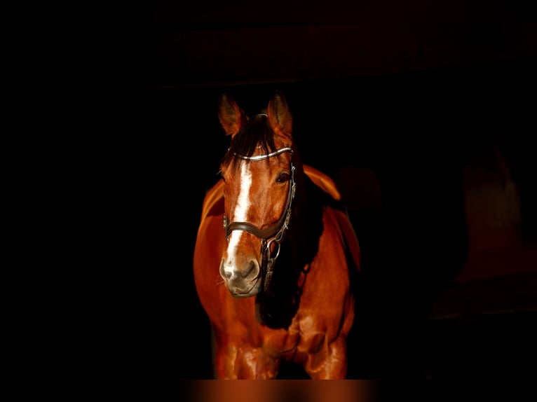 Bayerisches warmbloed Merrie 15 Jaar 169 cm Bruin in Sulz am Neckar