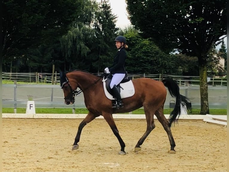 Bayerisches warmbloed Merrie 15 Jaar 169 cm Bruin in Sulz am Neckar