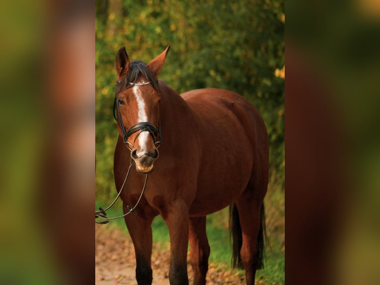 Bayerisches warmbloed Merrie 15 Jaar 169 cm Bruin in Sulz am Neckar