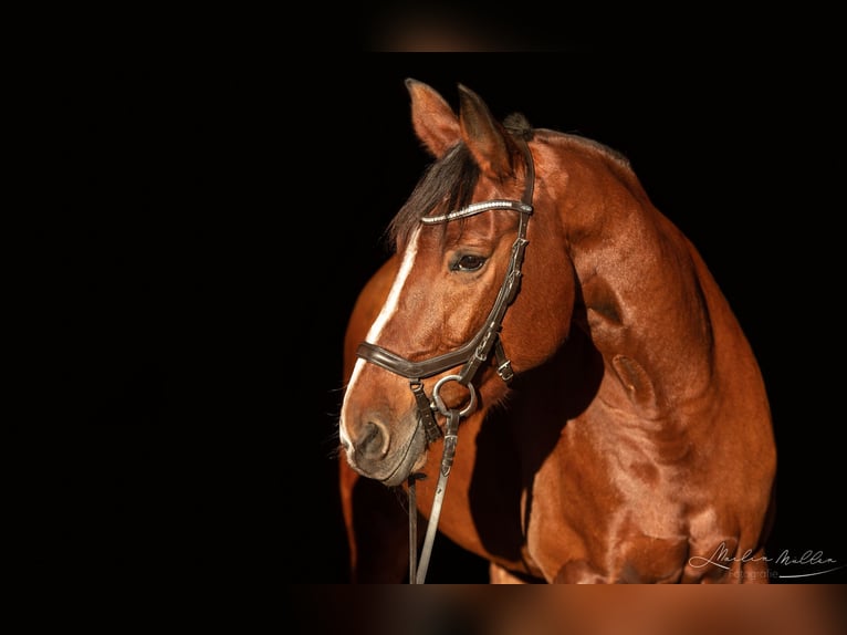 Bayerisches warmbloed Merrie 15 Jaar 169 cm Bruin in Sulz am Neckar