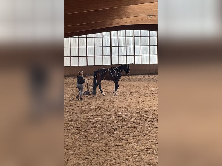 Bayerisches warmbloed Merrie 15 Jaar 169 cm Bruin in Parsberg