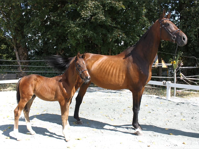 Bayerisches warmbloed Merrie 15 Jaar 170 cm Bruin in Naila