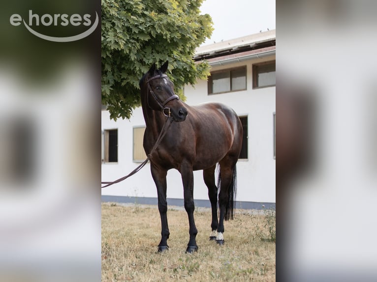Bayerisches warmbloed Merrie 15 Jaar 170 cm Donkerbruin in Oberstadion