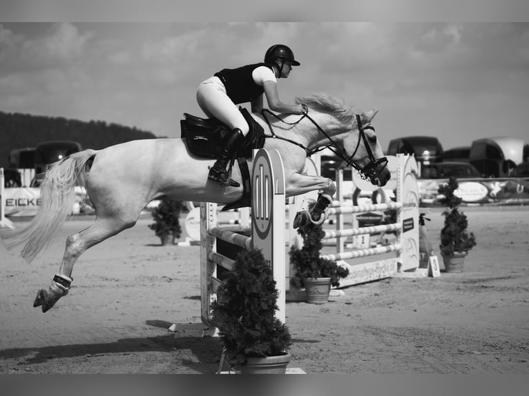 Bayerisches warmbloed Merrie 15 Jaar 170 cm Schimmel in Freden (Leine)