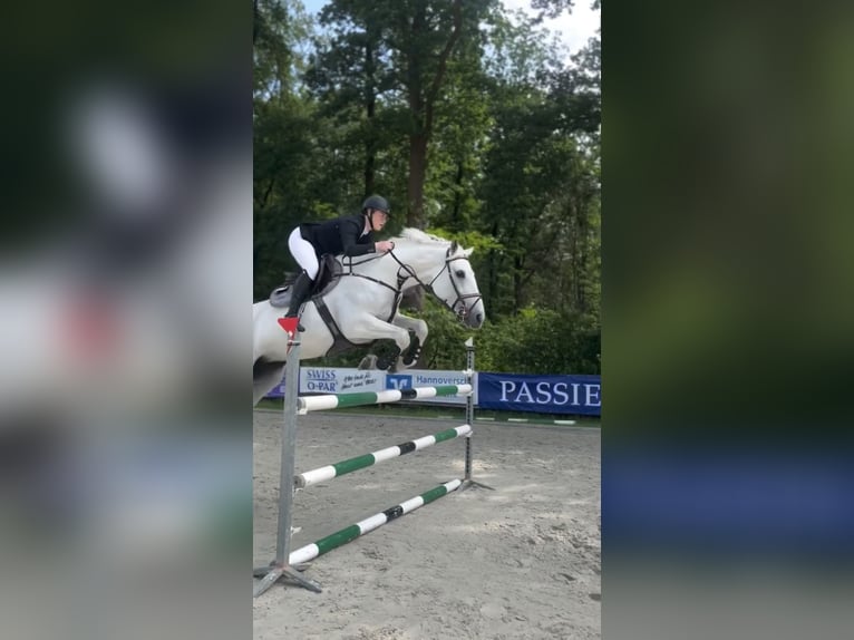 Bayerisches warmbloed Merrie 15 Jaar 170 cm Schimmel in Freden (Leine)