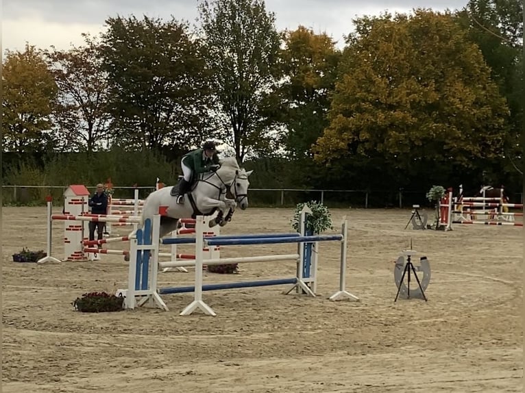 Bayerisches warmbloed Merrie 15 Jaar 170 cm Schimmel in Freden (Leine)