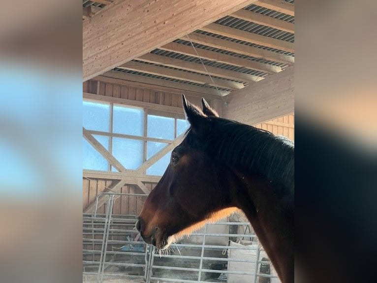 Bayerisches warmbloed Merrie 15 Jaar 173 cm Bruin in Waischenfeld