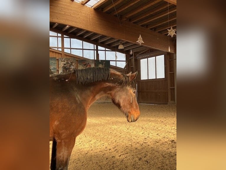 Bayerisches warmbloed Merrie 15 Jaar 173 cm Bruin in Waischenfeld