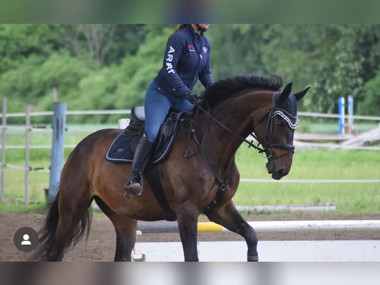 Bayerisches warmbloed Merrie 15 Jaar 174 cm Donkerbruin in Ihringen