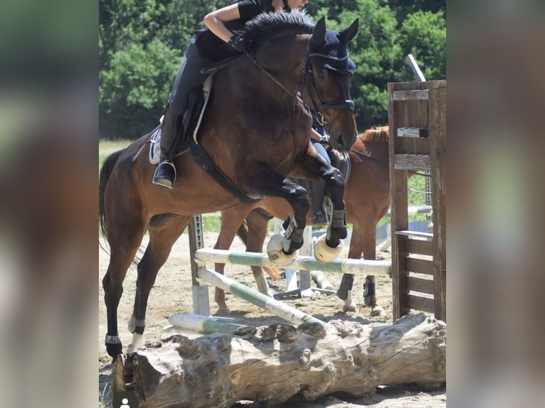 Bayerisches warmbloed Merrie 15 Jaar 174 cm Donkerbruin in Ihringen