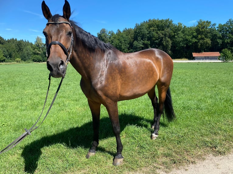 Bayerisches warmbloed Merrie 15 Jaar 176 cm Bruin in Marquartstein