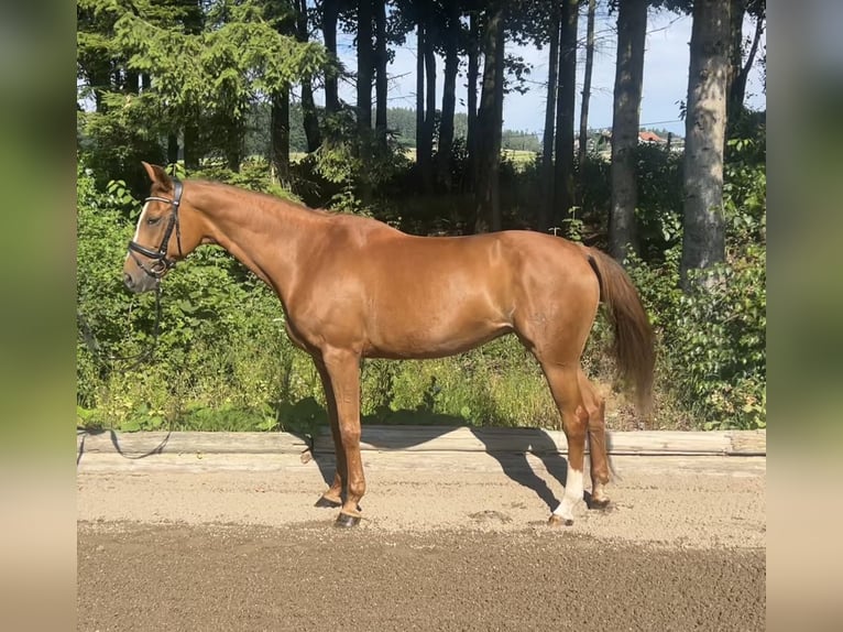 Bayerisches warmbloed Merrie 16 Jaar 164 cm Vos in Pelmberg