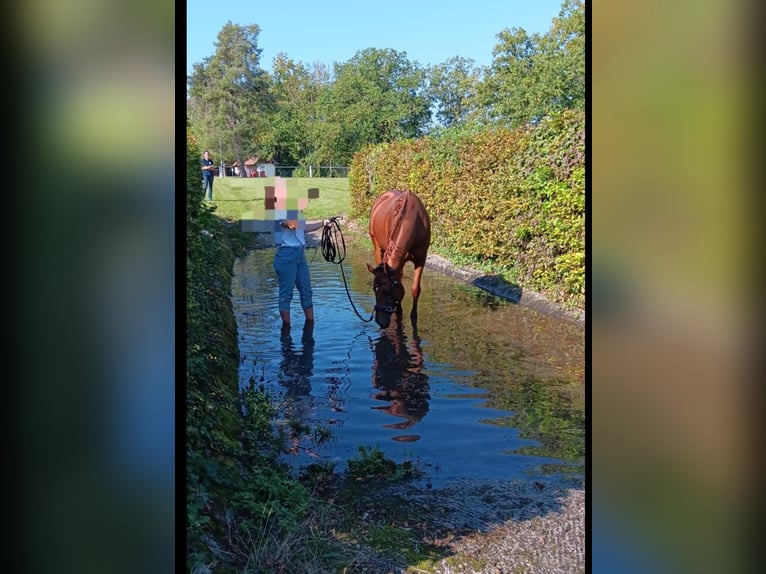 Bayerisches warmbloed Merrie 16 Jaar 165 cm Vos in Remlingen