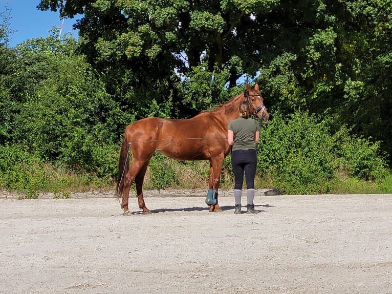 Bayerisches warmbloed Merrie 16 Jaar 165 cm Vos in Remlingen