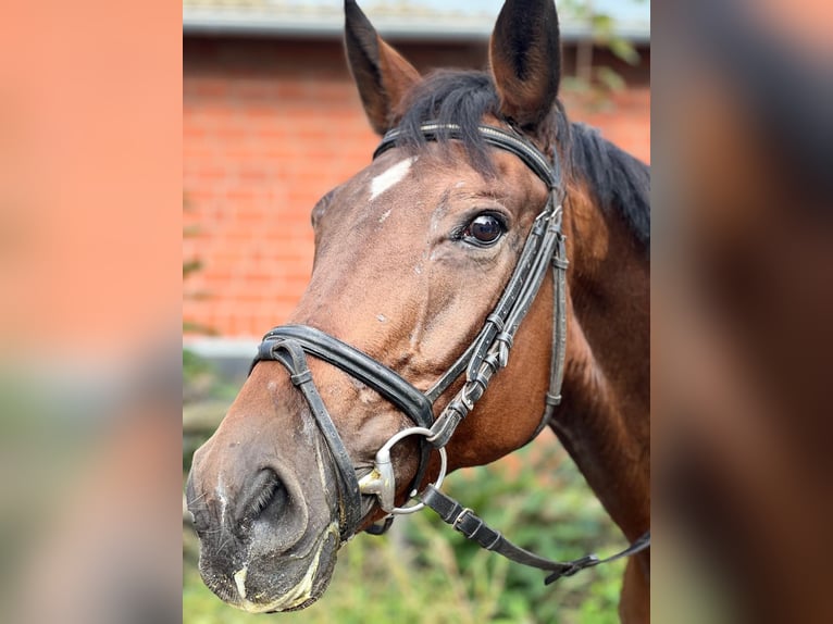 Bayerisches warmbloed Merrie 16 Jaar 167 cm Bruin in Visselhövede